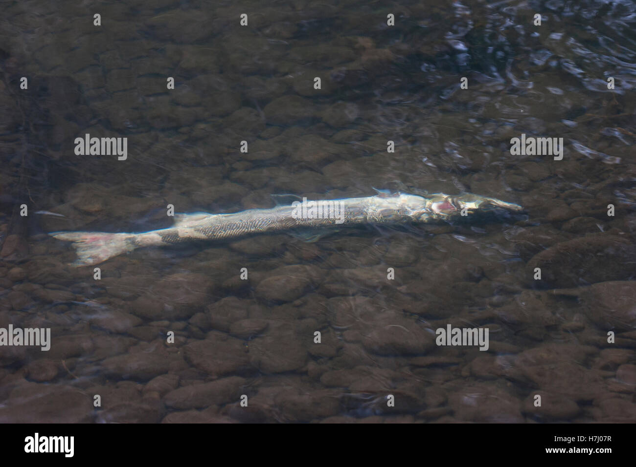 salmon kelt diseased and dead on riverbed after spawning Stock Photo