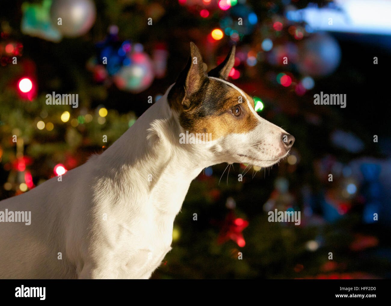 Side profile of a Jack Russell Terrier dog sitting in front of a Christmas Tree. Stock Photo