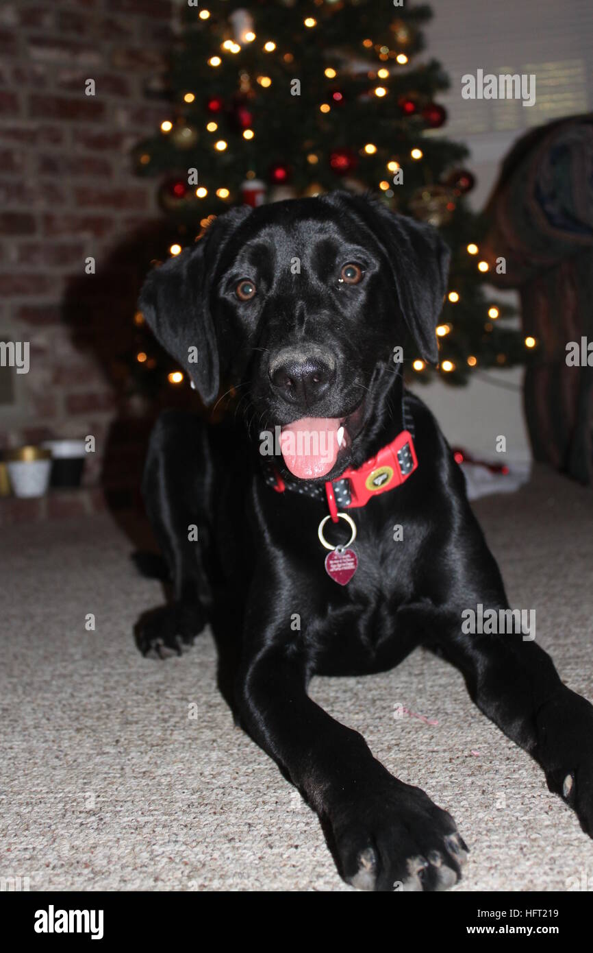 sweet black labrador retriever enjoying her first christmas in front of the tree Stock Photo