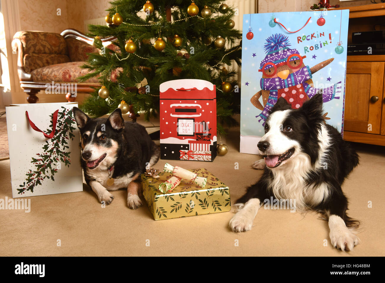 Pet dogs guarding Christmas presents under the Xmas tree Stock Photo