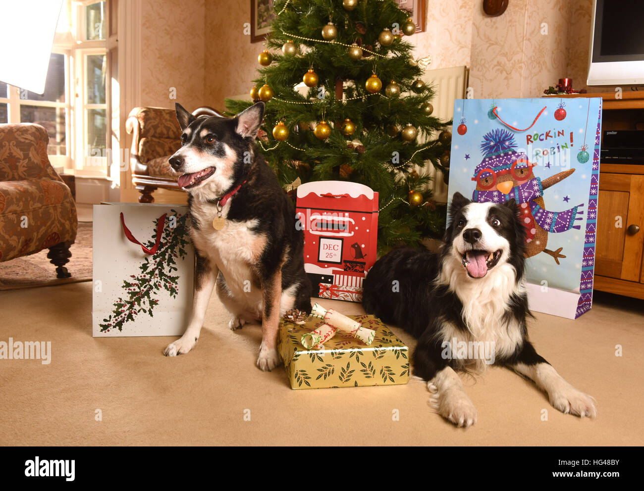 Pet dogs guarding Christmas presents under the Xmas tree Stock Photo