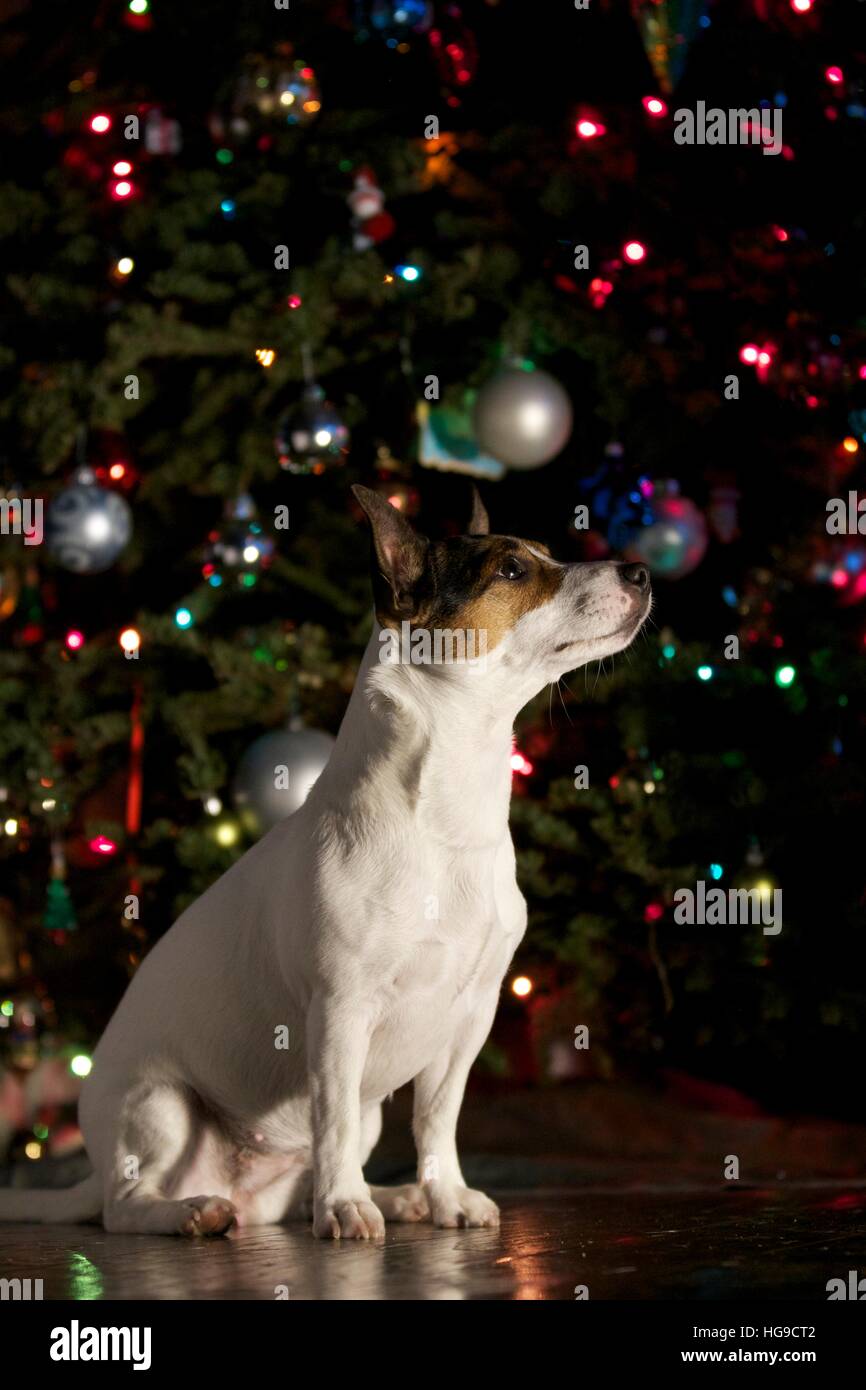 Small dog sits in front of Christmas tree. Stock Photo