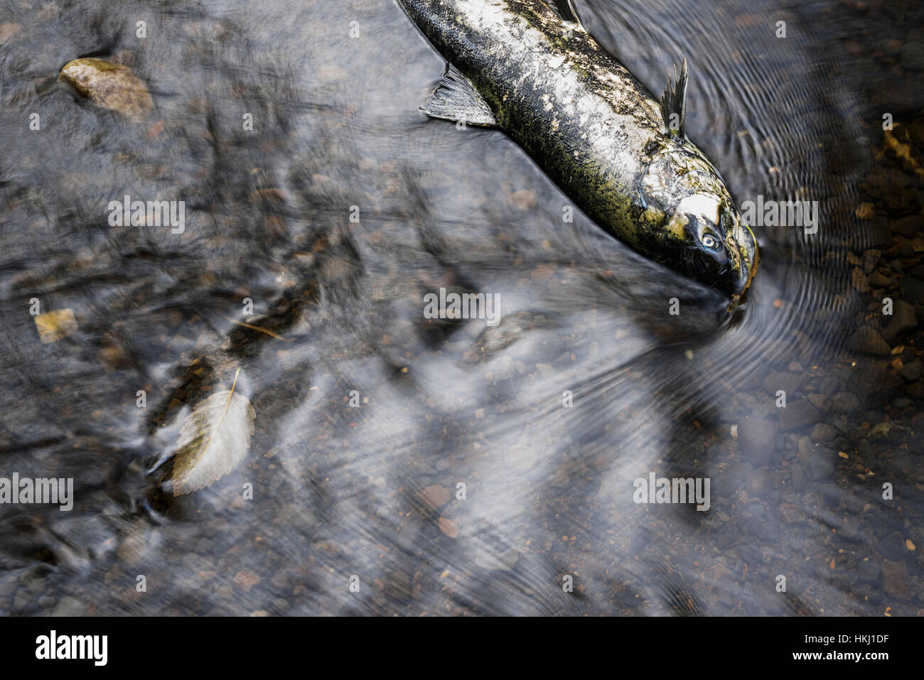 Chinook Salmon die in the river after spawning in Oregon; Olney, Oregon, United States of America Stock Photo