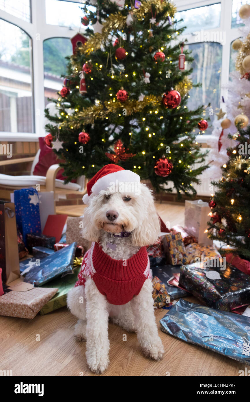 Dog, Christmas tree, and presents Stock Photo