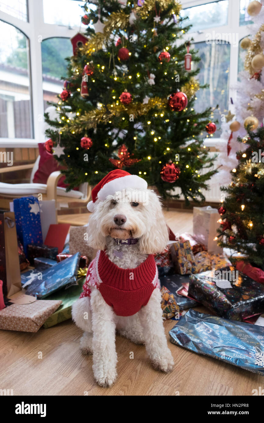 Dog, Christmas tree, and presents Stock Photo