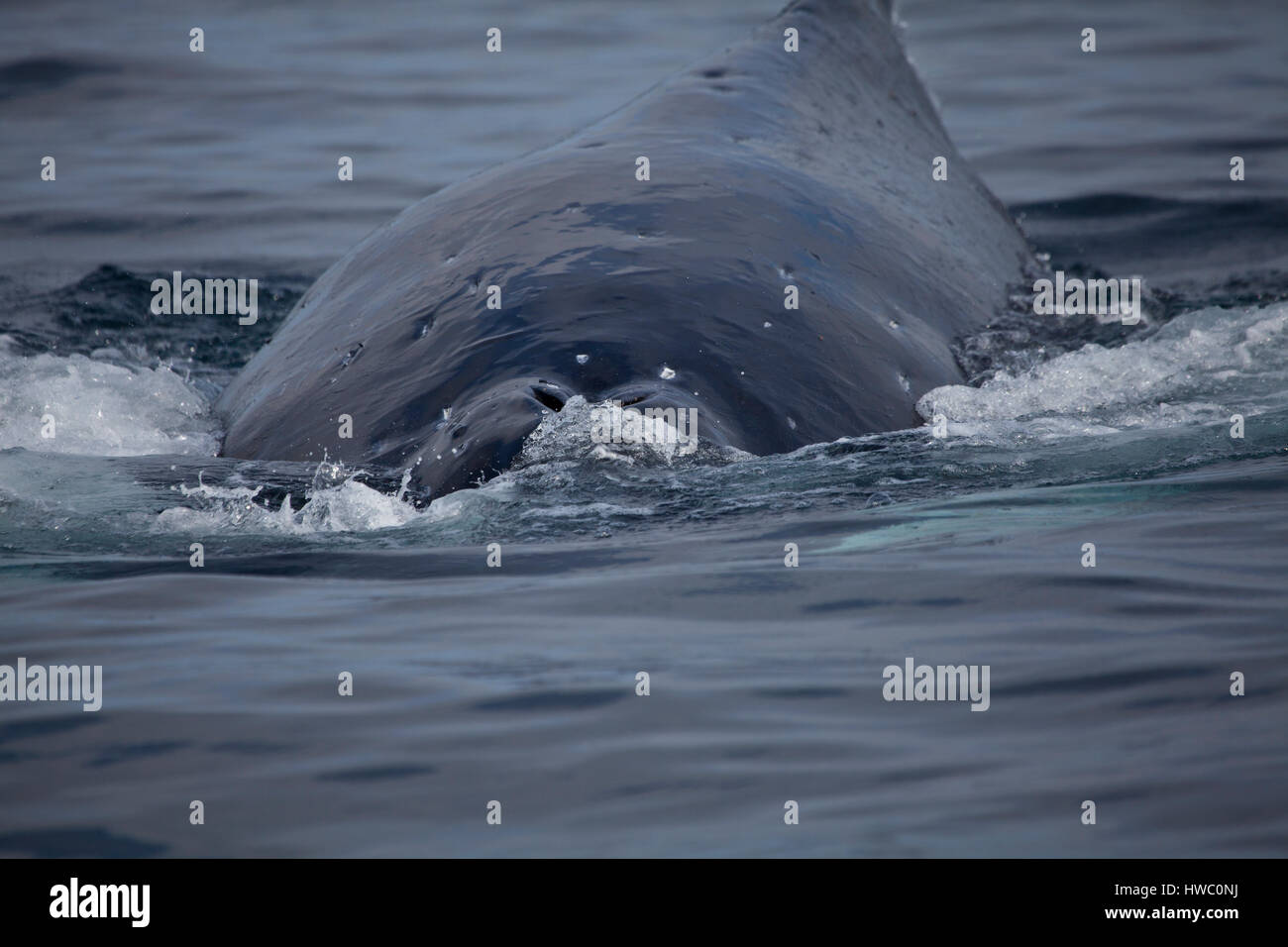 Humpback whale closing blowhole prior to diving, near Montague Island, NSW, Australia. Stock Photo