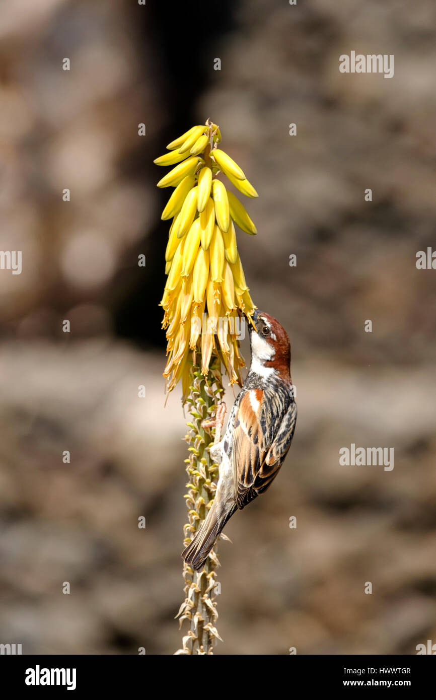 A Spanish Sparrow or willow sparrow, Passer hispaniolensis, feeding on yellow aloe vera flowers growing wild in Lanzarote spain Stock Photo