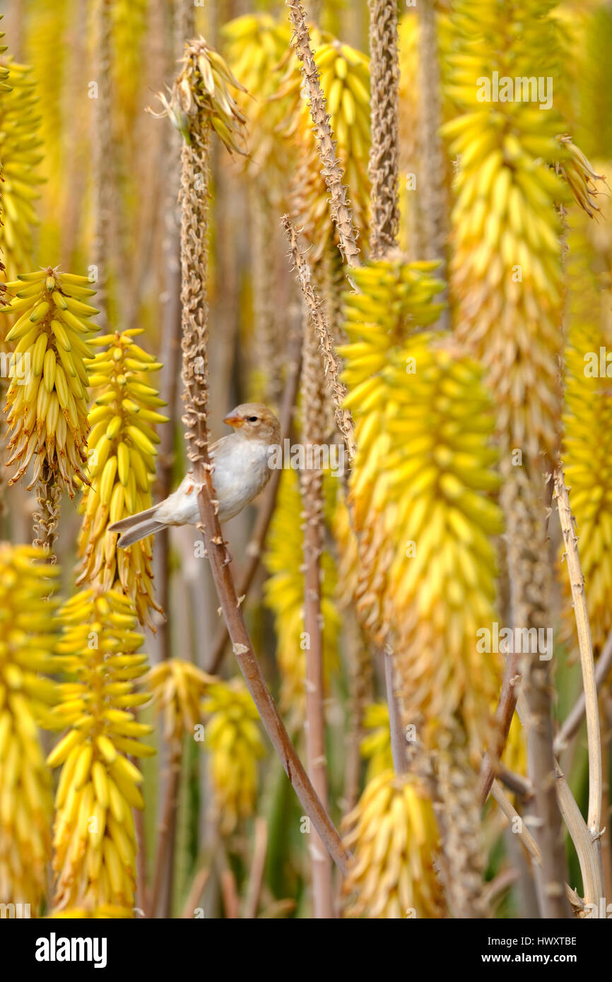 A Spanish Sparrow or willow sparrow, Passer hispaniolensis, feeding on yellow aloe vera flowers growing wild in Lanzarote spain Stock Photo