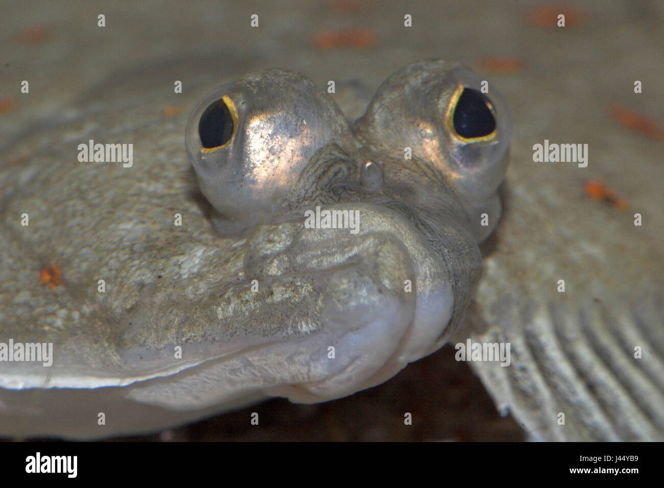 frontal picture of an European plaice Stock Photo