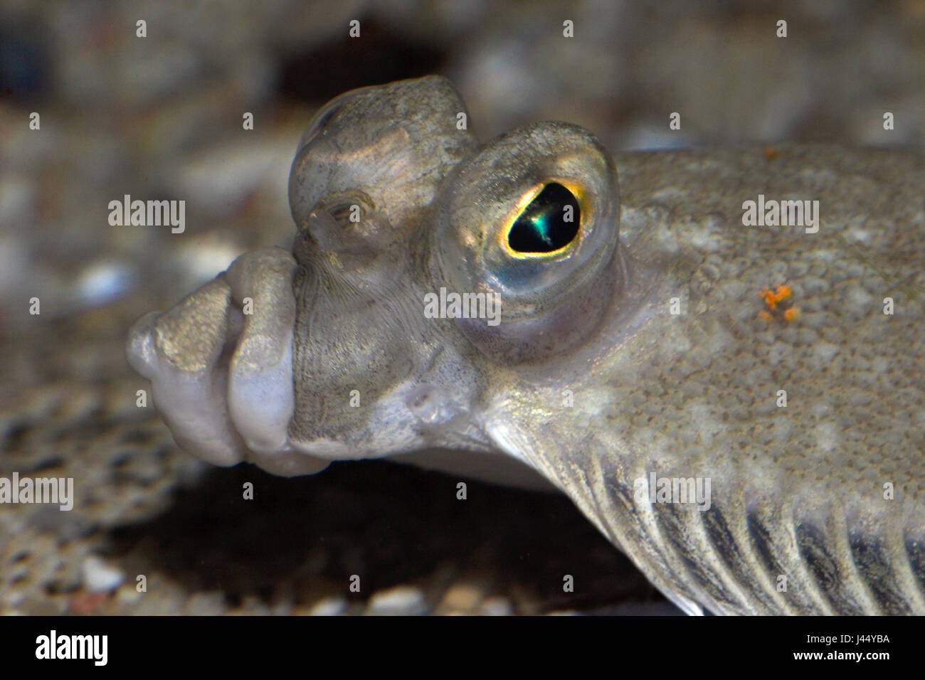 portrait of an European plaice Stock Photo