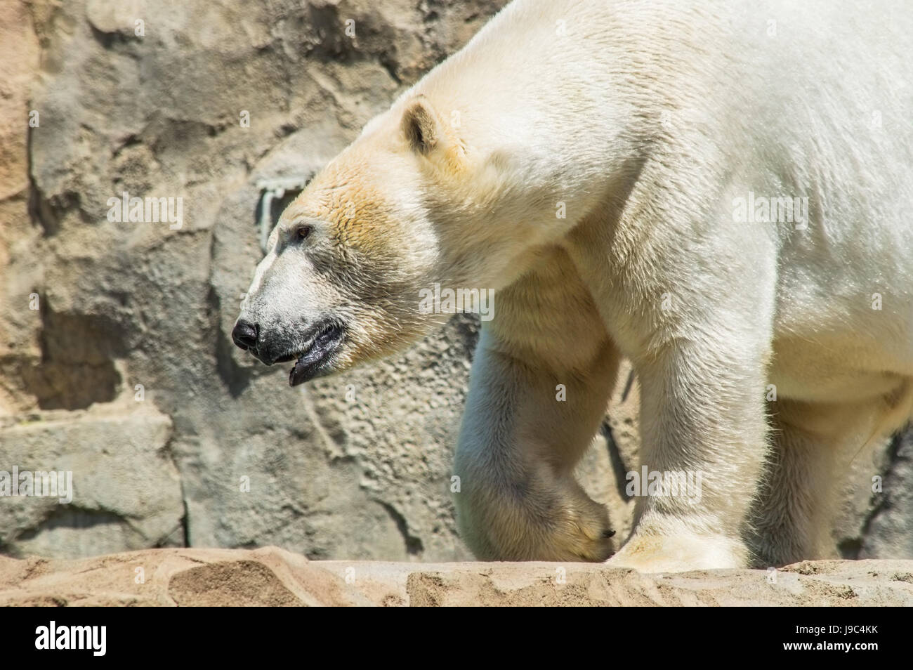 Polar bear Stock Photo