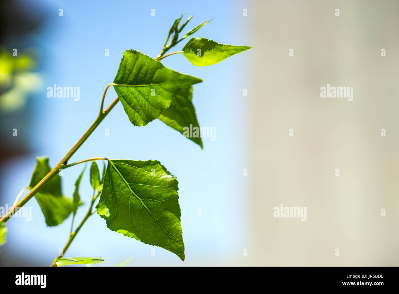 poplar tree leaves Stock Photo