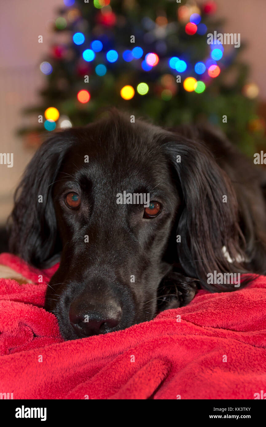 flat coated black retriever, young dog sitting by Christmas tree Stock Photo