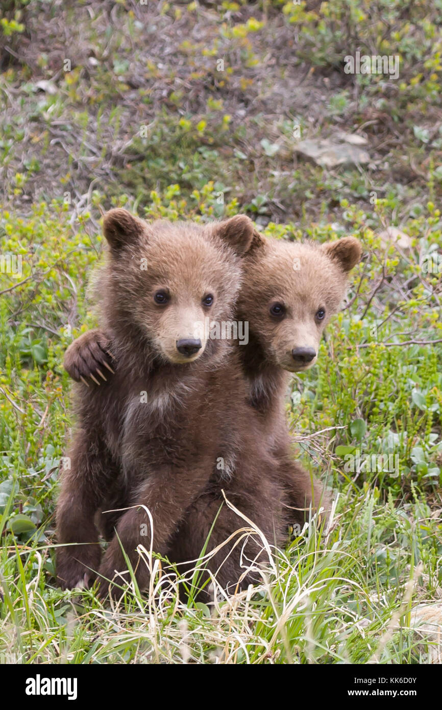 Grizzly bear (Ursus arctos) Two cubs of the year playing with each other under the protection of their mother in Thorofare Pass, Denali National Park Stock Photo