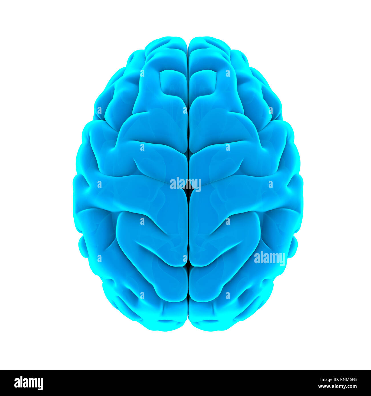 Human Brain Anatomy Isolated Stock Photo