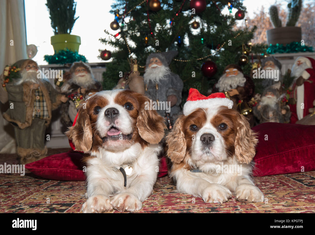 Cavalier king charles spaniel dogs in front of a christmas tree with hats and many Santa Clauses. Stock Photo