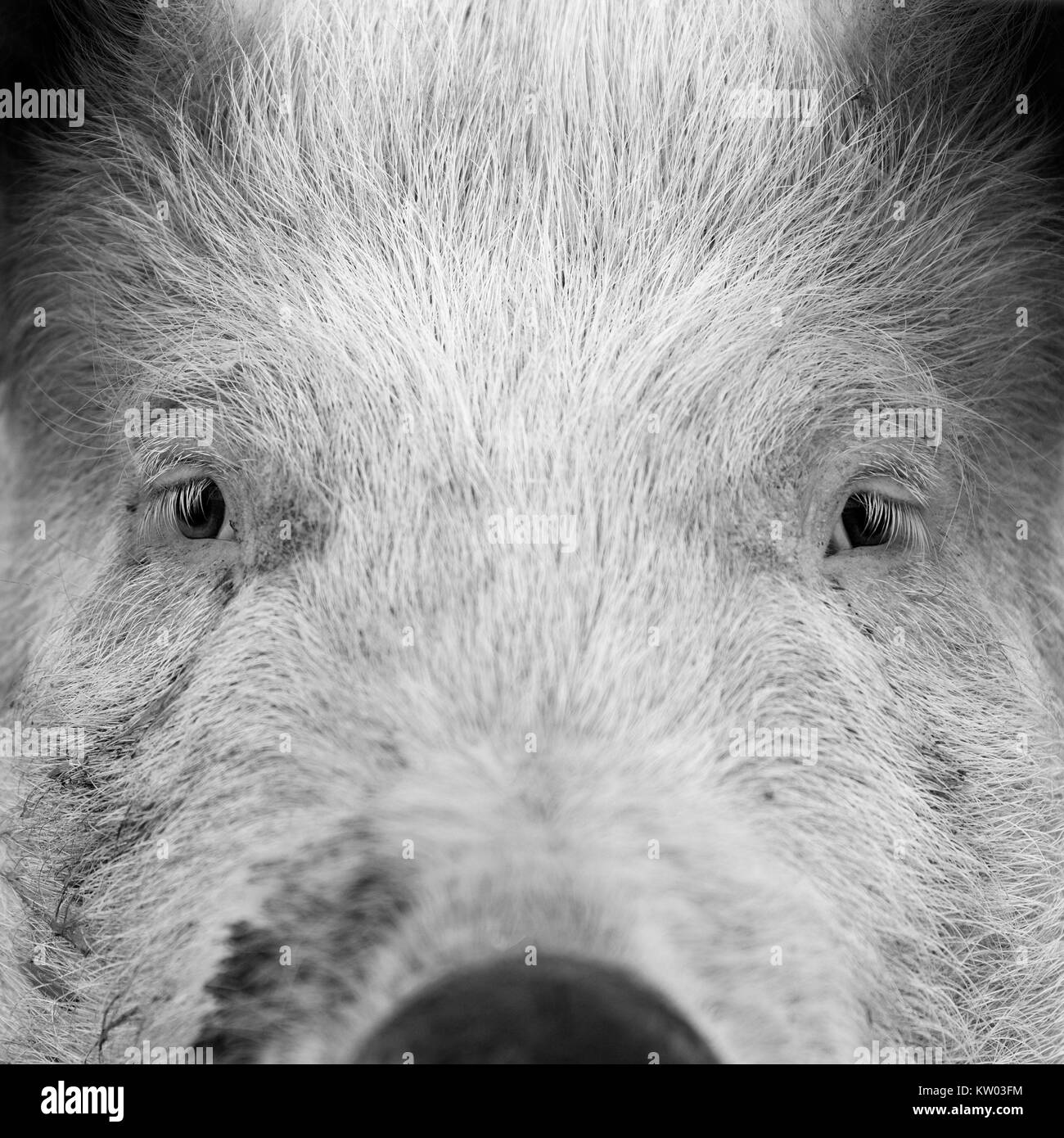 Portrait of a pig's face. Stock Photo