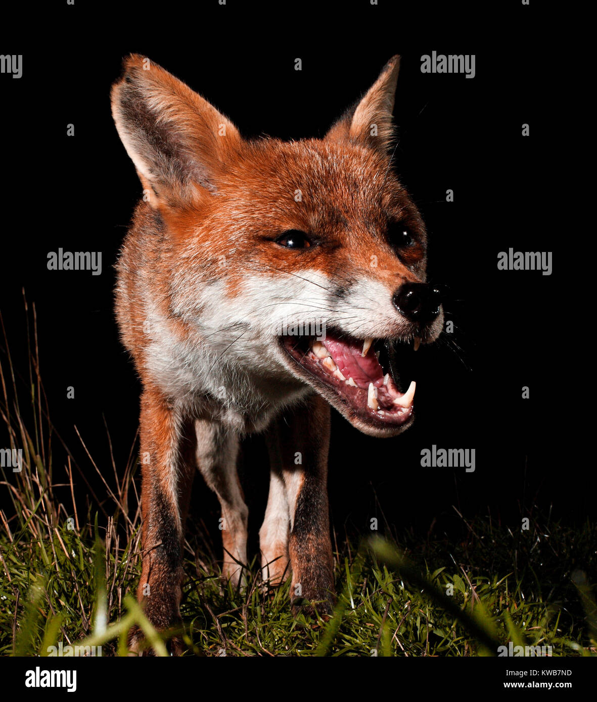 European fox snarling. Stock Photo