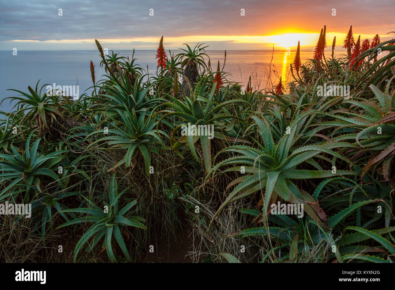 Aloe plants at sunset, Garajau, Madeira Stock Photo