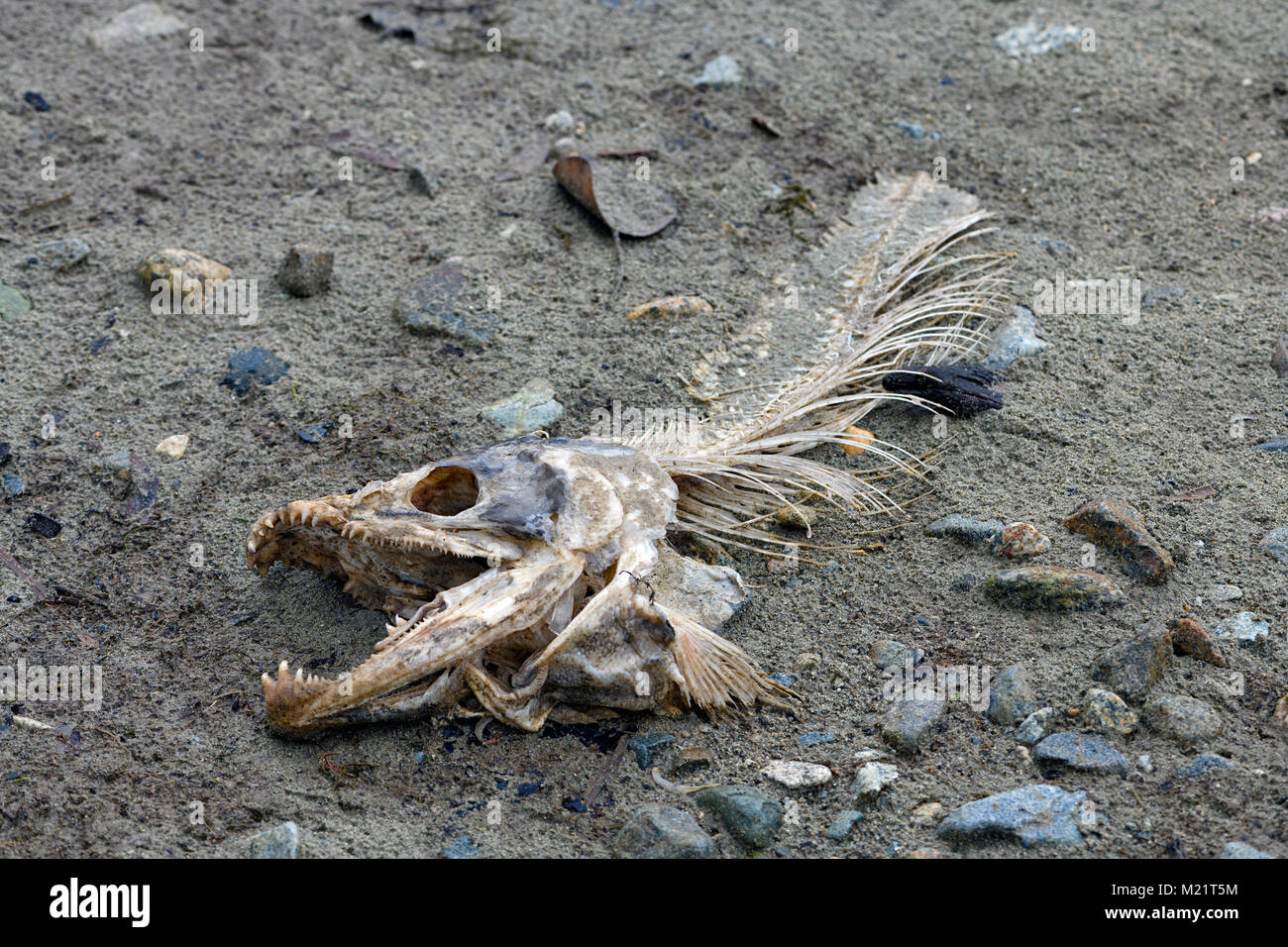 End of life cycle of Pacific Salmon. Only fish bone remains from a salmon after being eaten by a bald eagle. Fraser River Basin, Canada. Stock Photo