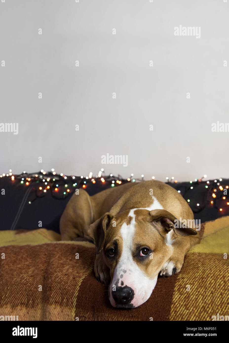 Dog on couch in cozy room with christmas tree set and white wall Stock Photo