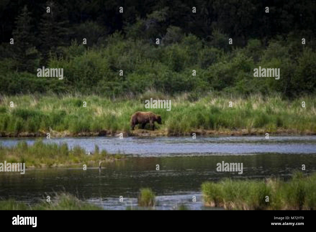 Ranger Daniel() . Stock Photo