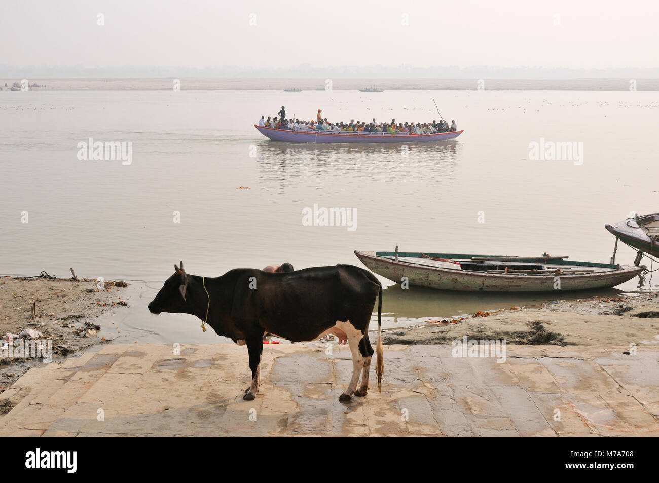 A sacred cow in the ghats along the Ganges river banks, Varanasi, India Stock Photo