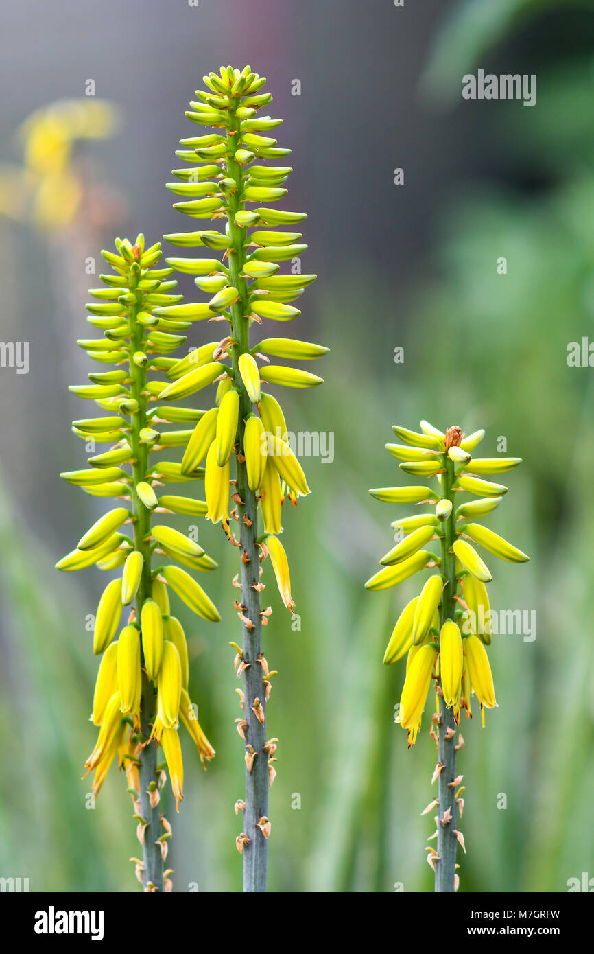 Aloe vera has been widely grown as an ornamental plant Stock Photo