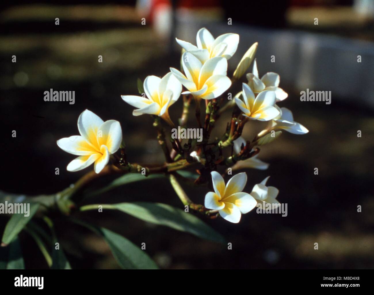 Plants - temple tree - the flowers of the sacred temple tree in Thailand. - ©Charles Walker / Stock Photo