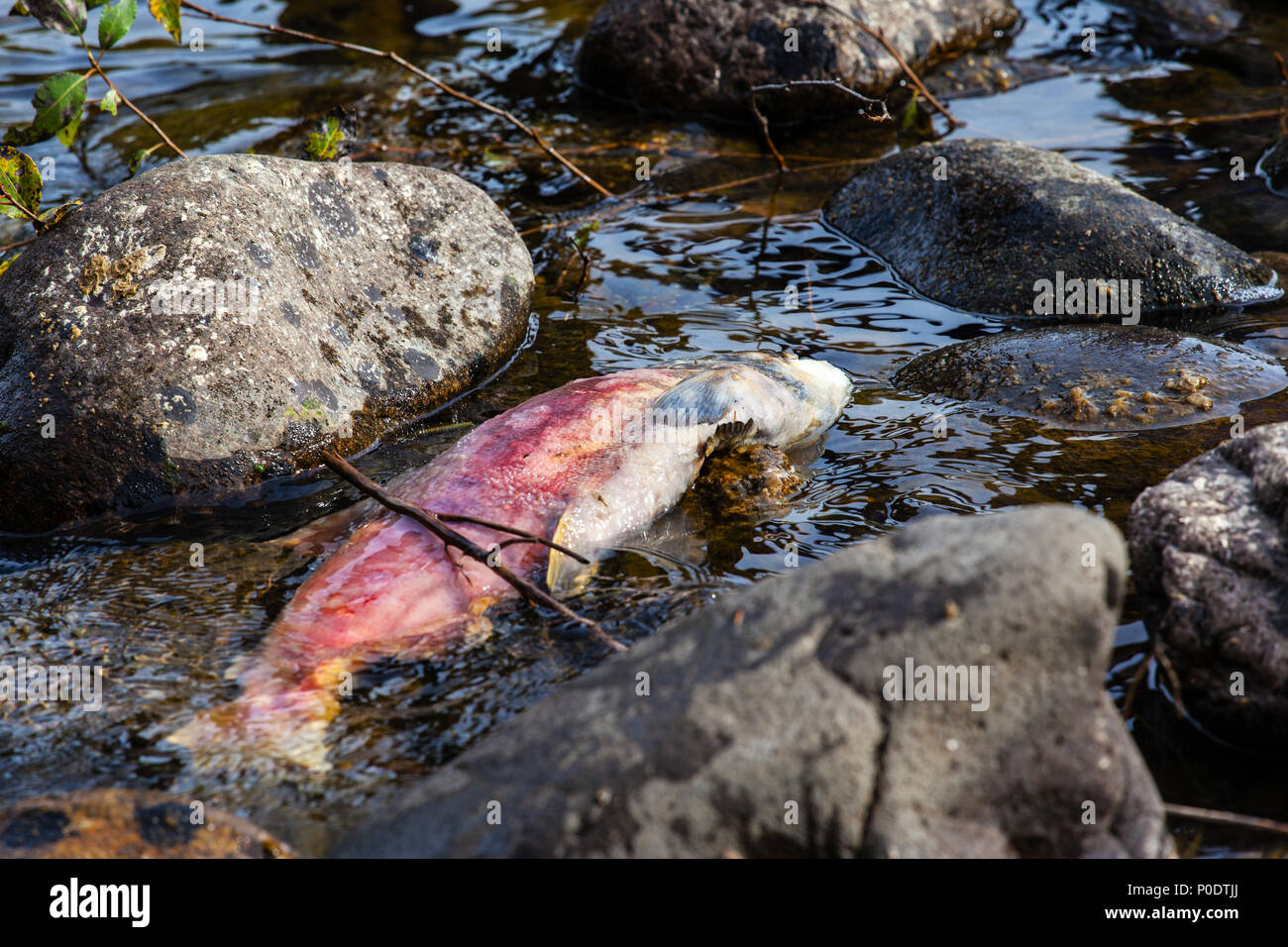 A dead Pacific sockeye salmon in the Adams River in BC, Canada, after it returned to spawn before it died in what is known as the Salmon Run. Spawning Stock Photo