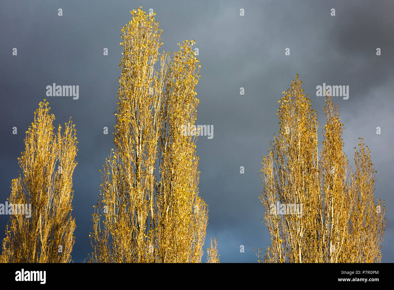 Poplar trees in autumn. Stock Photo