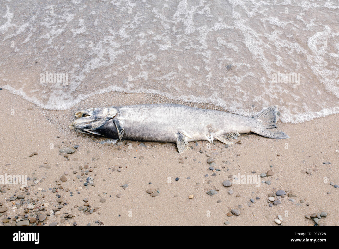 Dead big large salmon sturgeon fish lying on lake Ontario shore after spawning Stock Photo