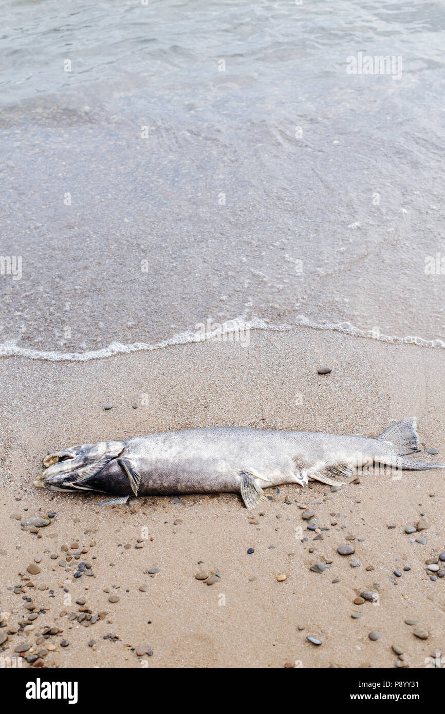 Dead big large salmon sturgeon fish lying on lake Ontario shore after spawning Stock Photo