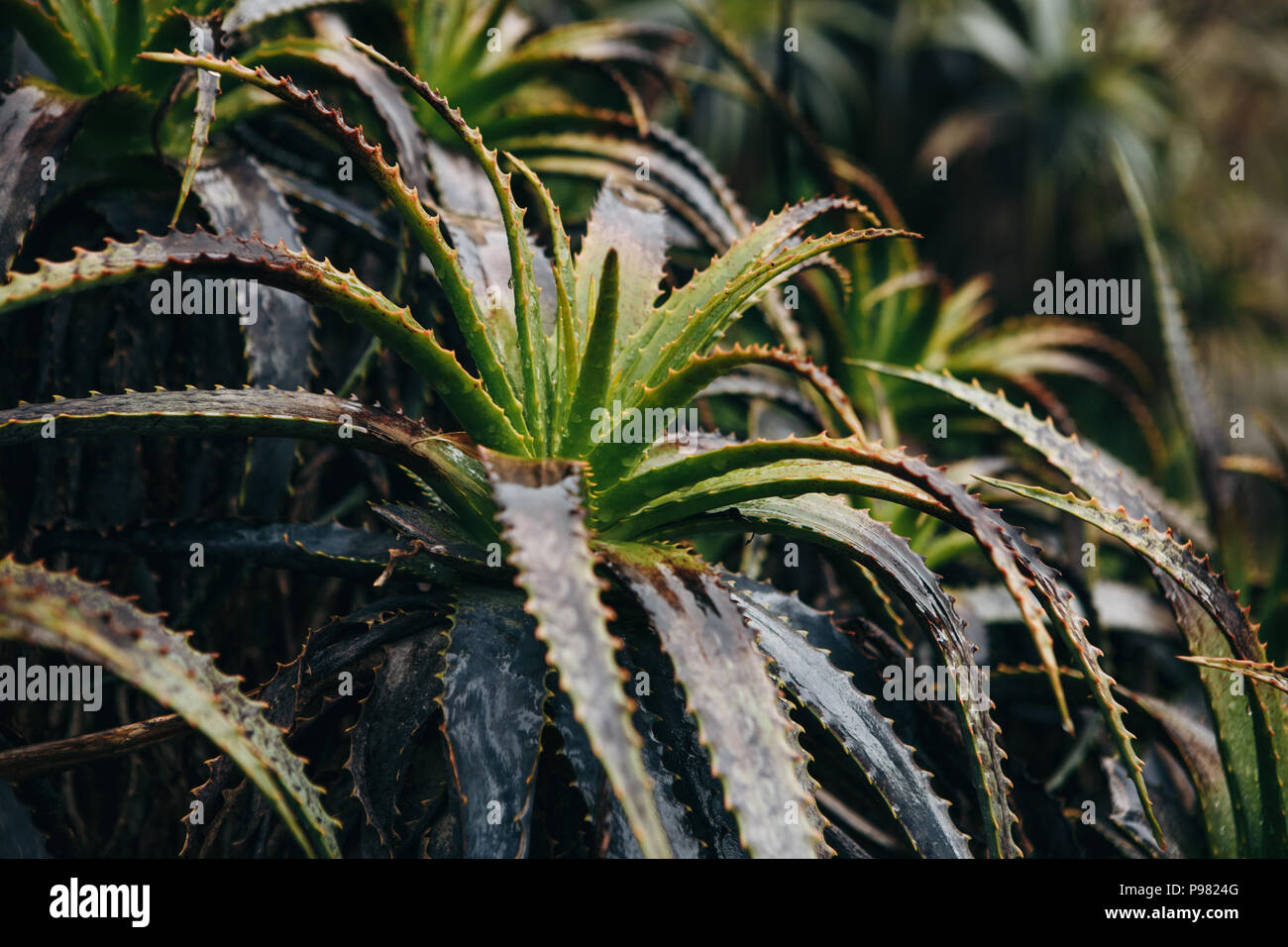 Wild Aloe Vera in an aesthetic environment. A useful plant widely used in medicine and cosmetology. Stock Photo