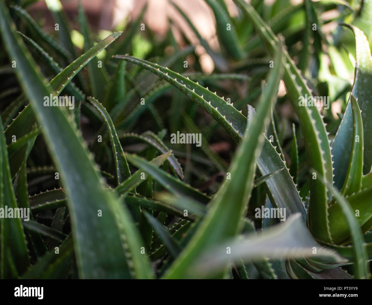 Close-up shot of a wild Aloe Vera plant in Morocco Stock Photo