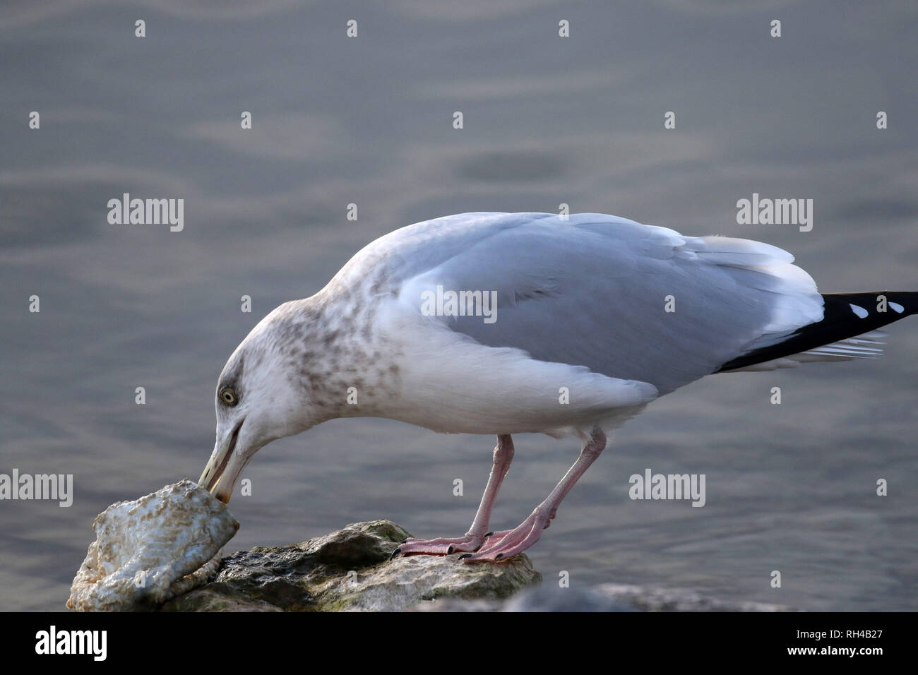 Seagulls at the Beach Stock Photo