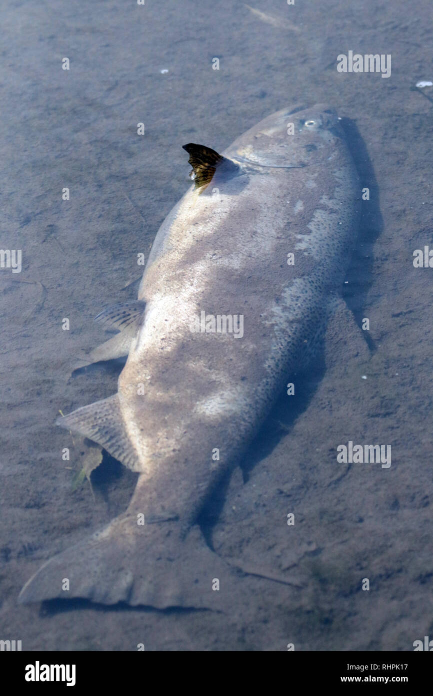 Dead Salmon after spawning Stock Photo