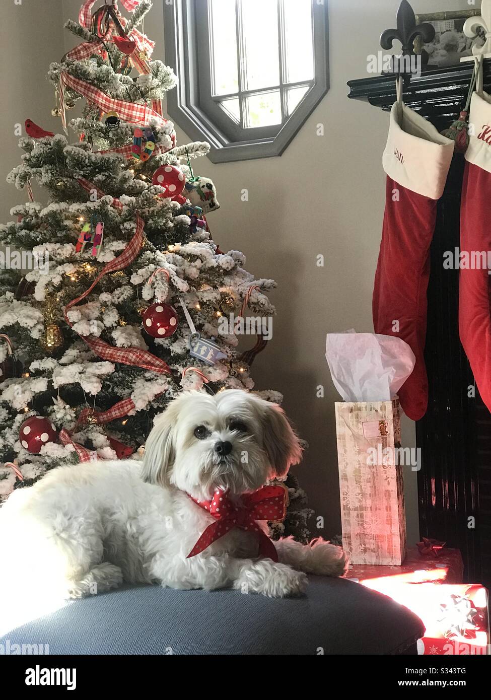 Dog in Christmas morning Stock Photo