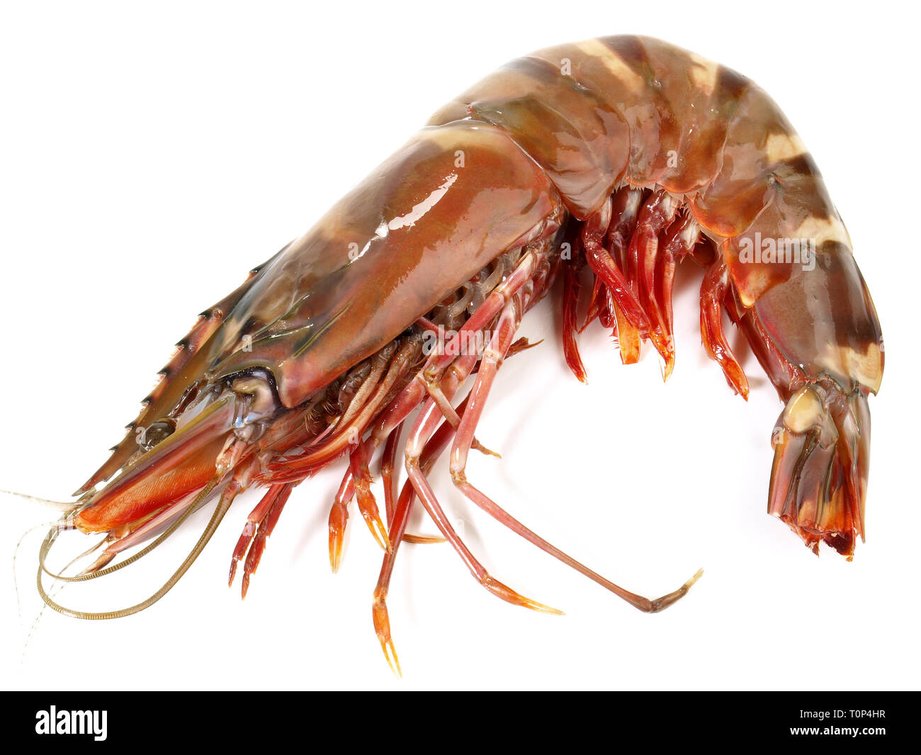 King Prawn - Tiger Prawn on white Background Stock Photo