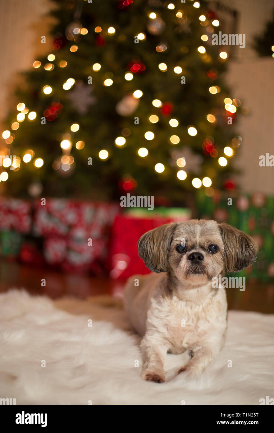 Little 10 year old shih tzu dog in front of Christmas tree Stock Photo