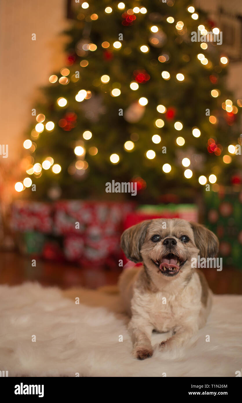 Little 10 year old shih tzu dog in front of Christmas tree Stock Photo