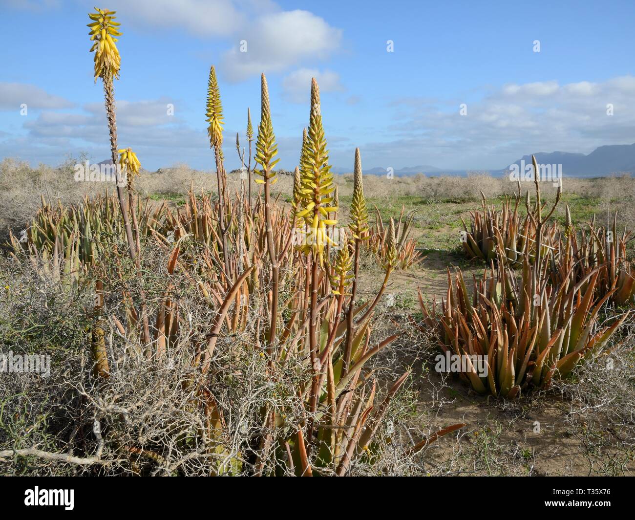 Aloe vera, an Arabian plant cultivated for medicinal uses, flowering wild on steppe scrubland on Teguise Plain, Lanzarote, Canary Islands, February. Stock Photo