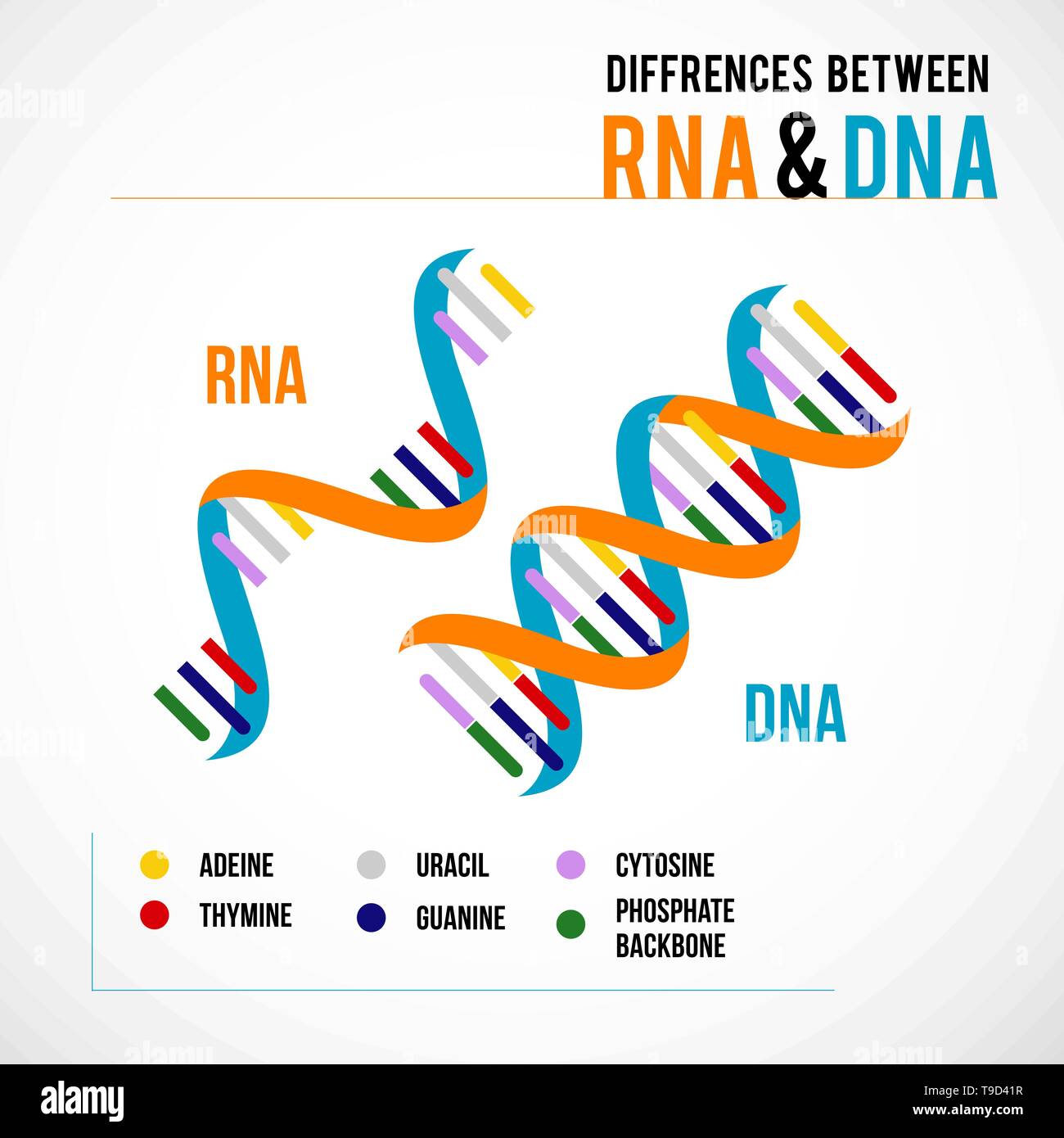 Difference Between Dna And Rna Structures