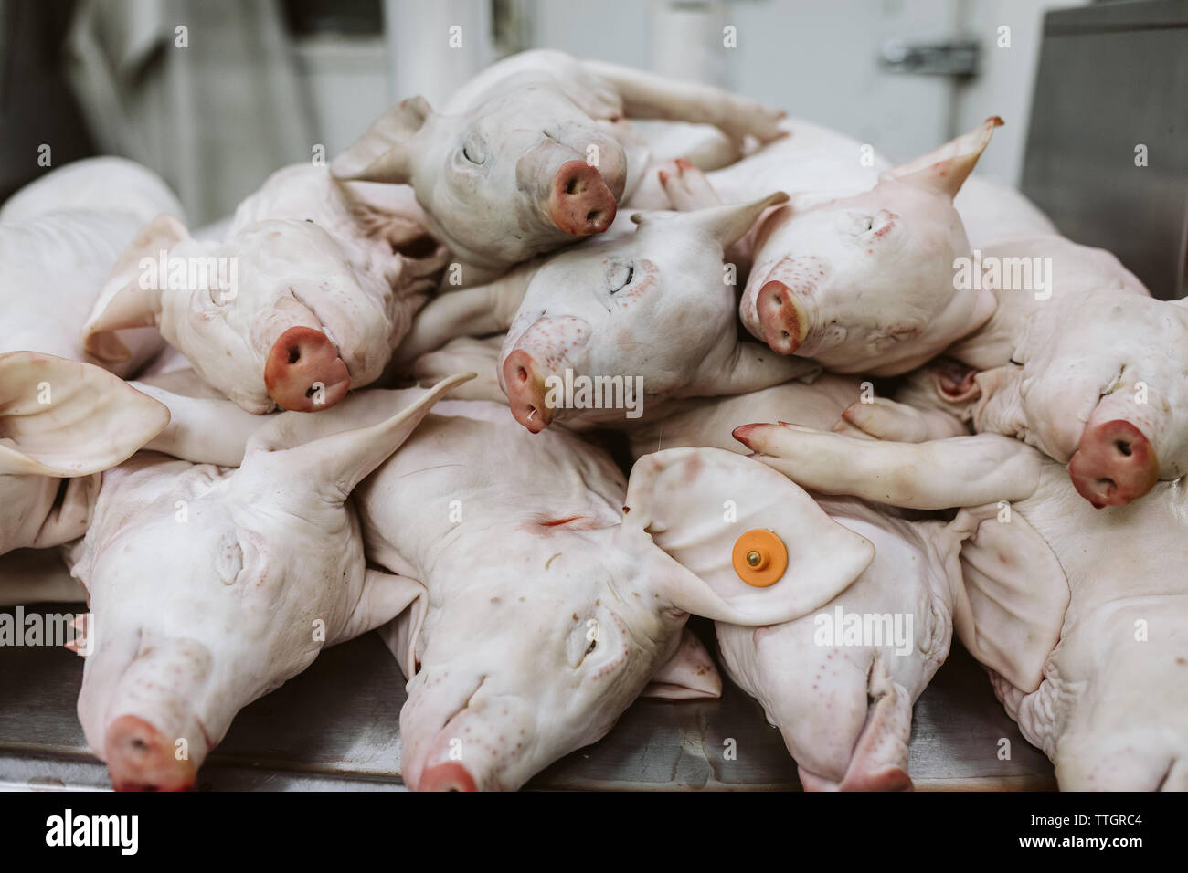 dead baby pigs stacked on display at a street market in mexico city Stock Photo