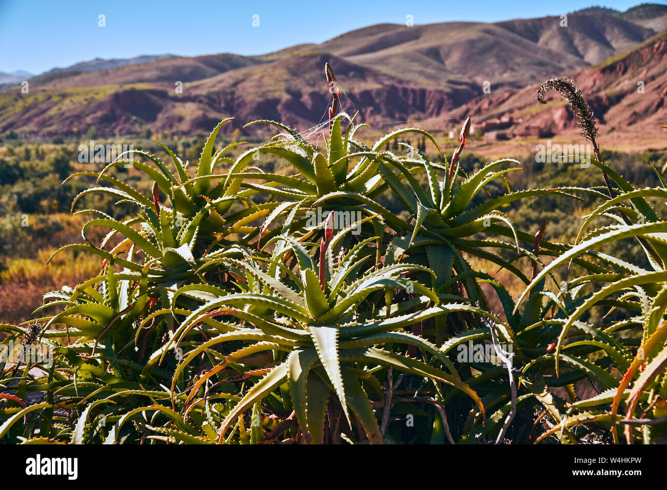 Wild aloe vera plant with mountains in the background Stock Photo