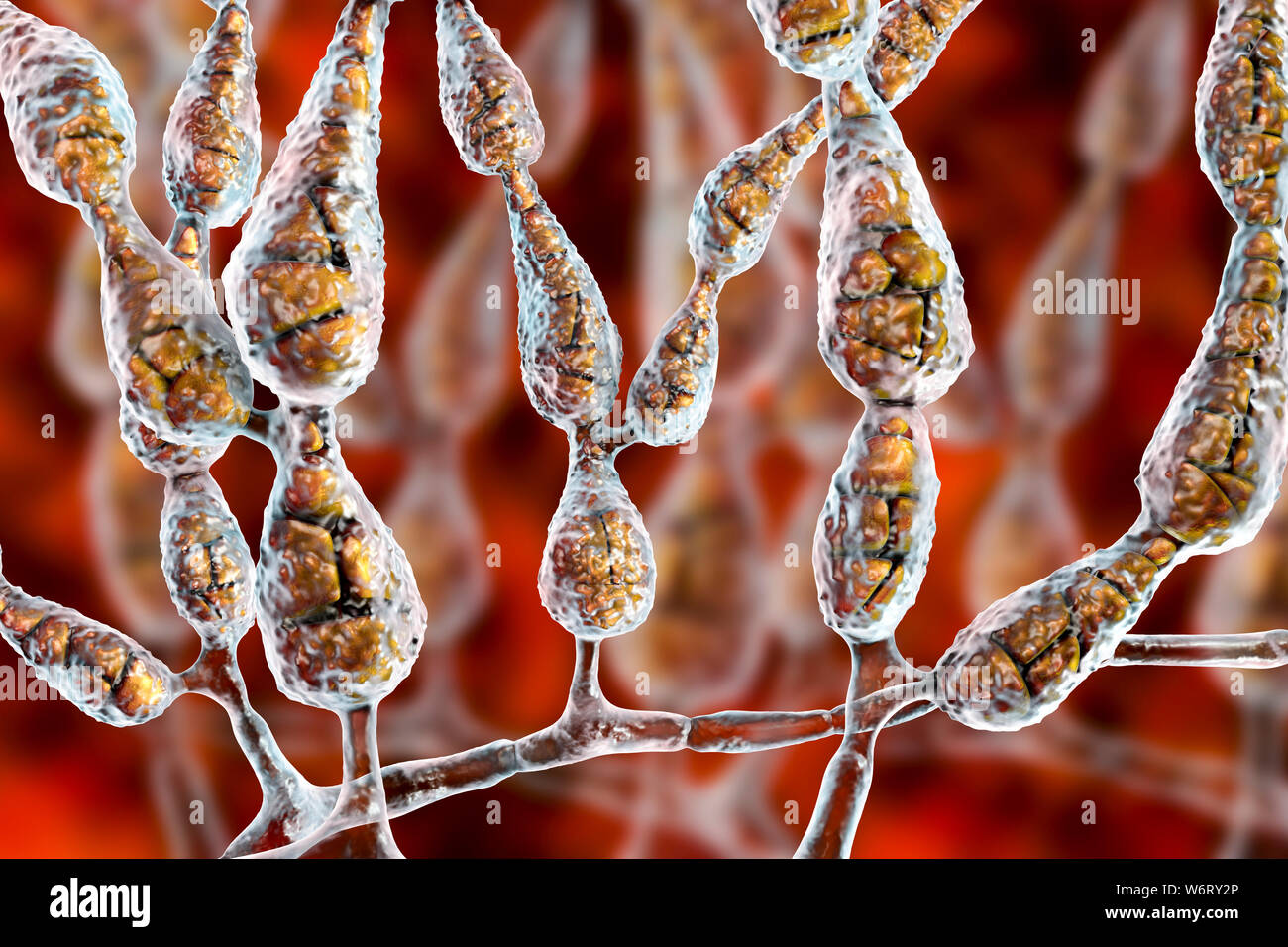 Filamentous allergenic fungus Alternaria alternata, computer illustration. Alternaria is a dematiaceous (phaeoid) fungus commonly isolated from plants Stock Photo