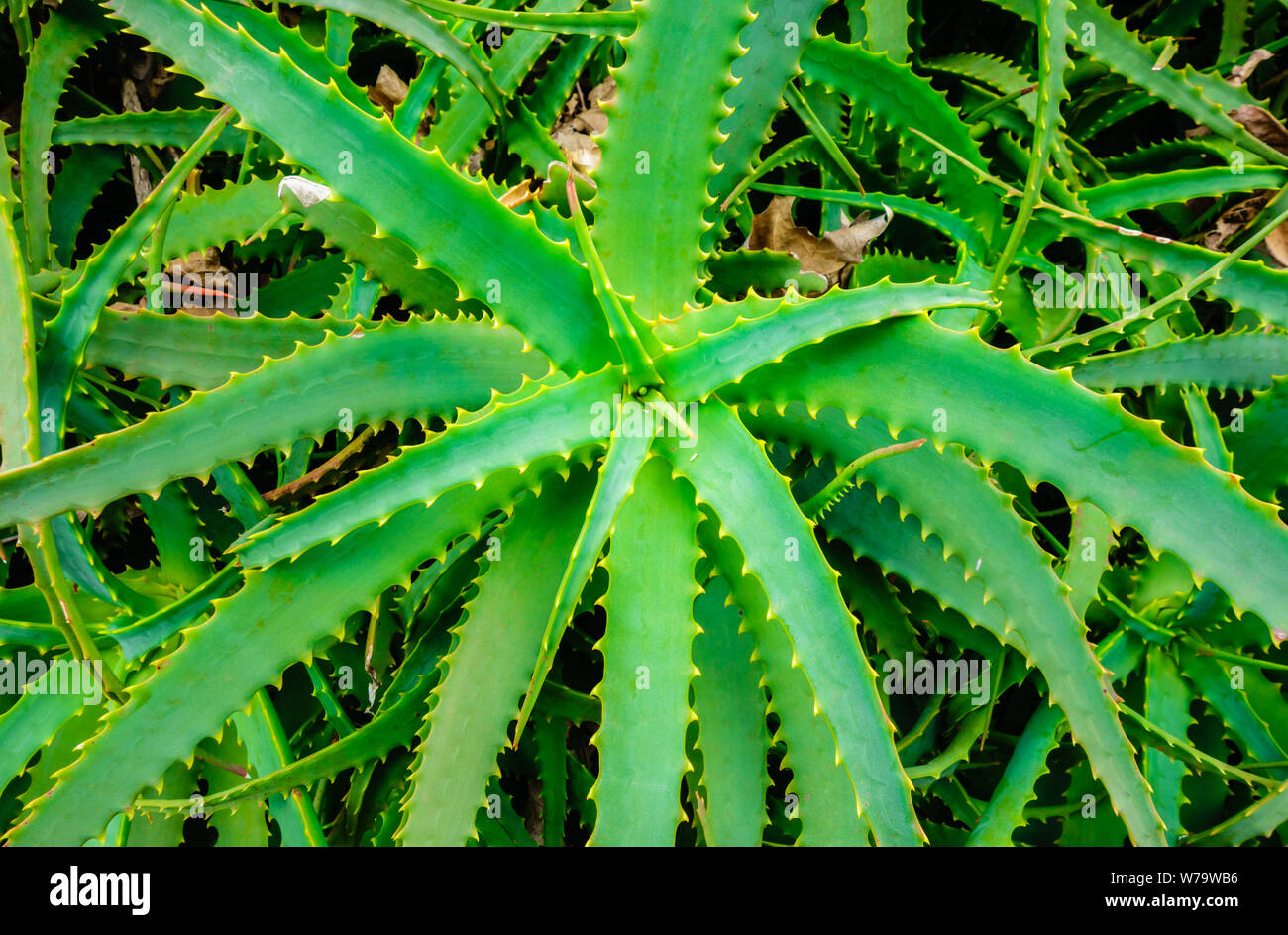 Wild aloe vera plant viewed from above. Stock Photo