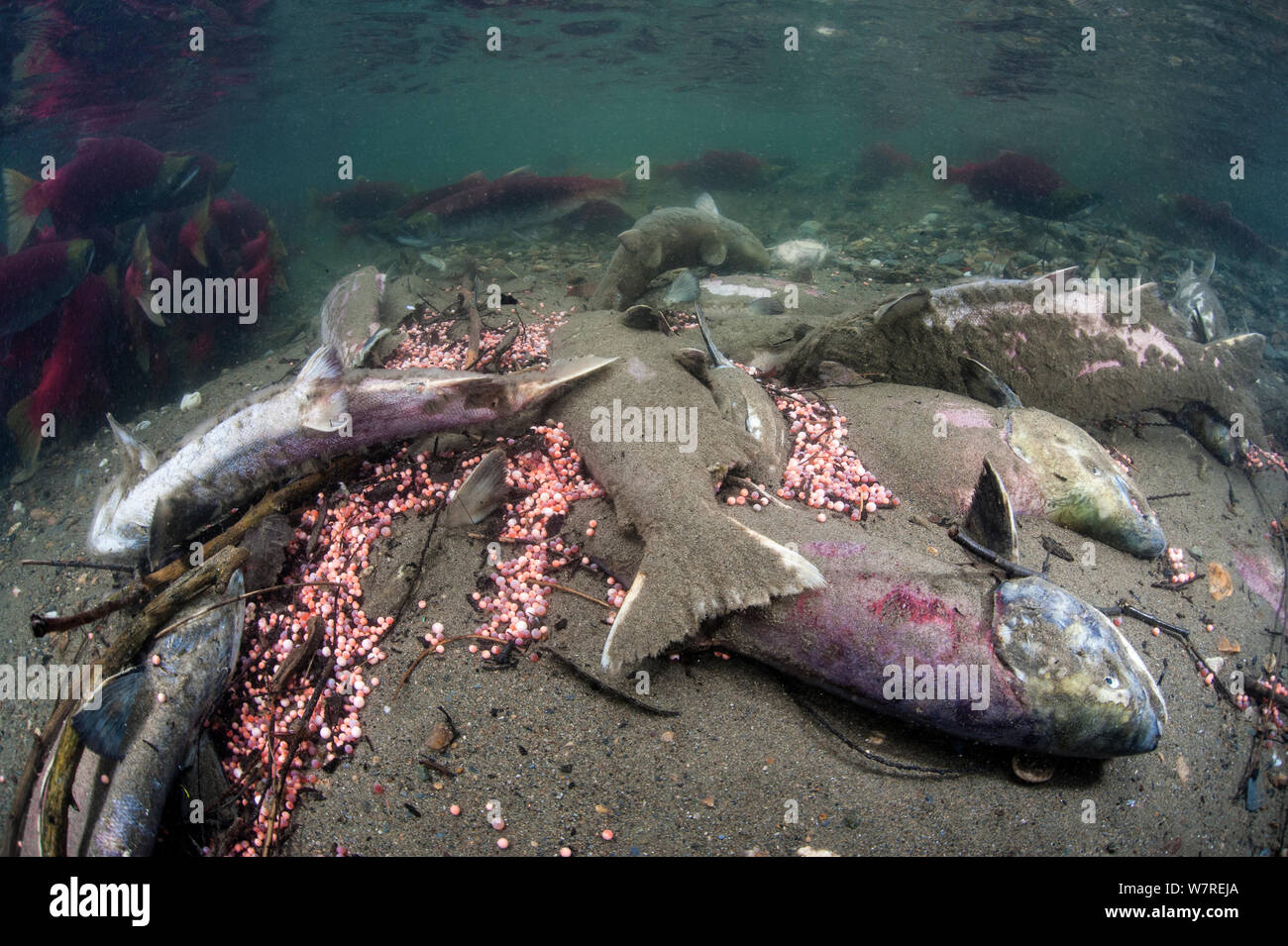 Group of dead Sockeye salmon (Oncorhynchus nerka) and eggs in their spawning river. Salmon die after spawning, but the nutrient boost provided by the decaying bodies, powers the food chain that ultimately feeds the young salmon. Adams River, British Columbia, Canada, October. Stock Photo