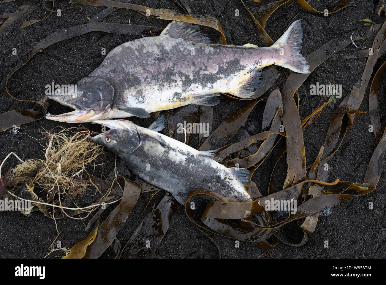 Dead male Pink Salmon (Oncorhynchus gorbuscha) after spawning.  Kronotsky Zapovednik Nature Reserve, Kamchatka Peninsula, Russian Far East, September. Stock Photo