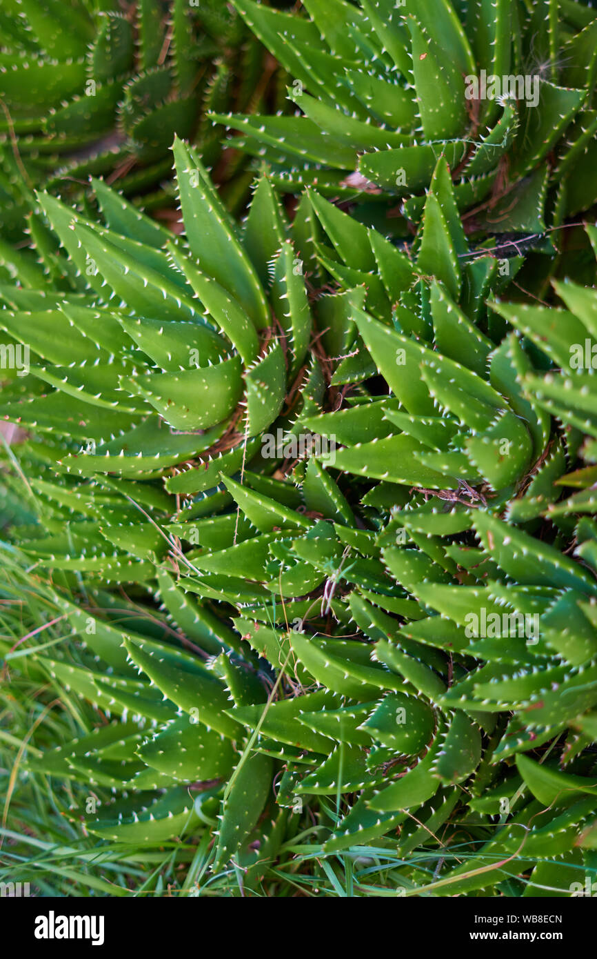 Wild Aloe Vera filling the frame Stock Photo